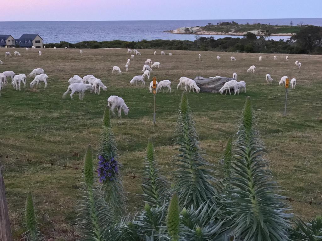 Beachend Bicheno Εξωτερικό φωτογραφία